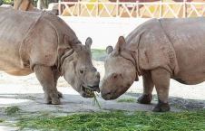 亞洲犀牛視頻推薦,珍稀物種的生存現狀與保護之路