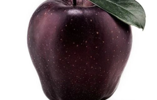 黑瓜吃料網官網入口蘋果,蘋果資訊一網打盡，盡享科技美食盛宴